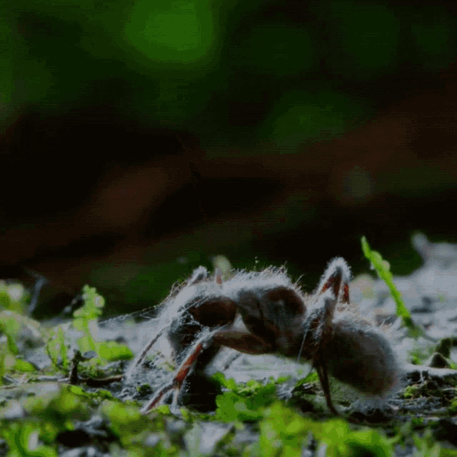 Cordyceps fungus exploits an ant